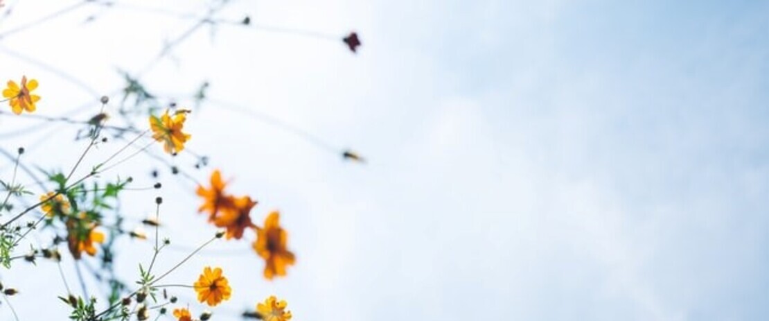 Breathing space grants