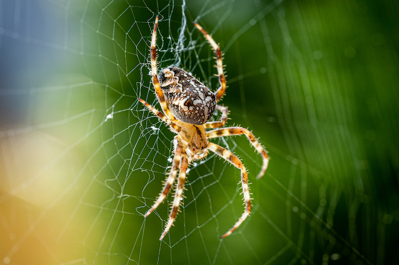 'Necrobotics' engineers are using spider corpses as tools Image