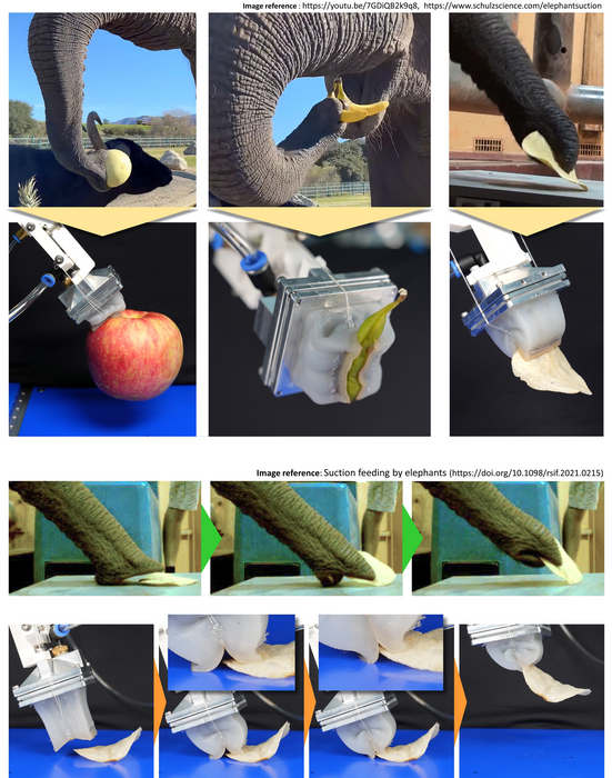 (Upper) Elephant and gripper gripping objects in various sizes and shapes. (Lower) Comparison of an elephant trunk and the gripper gripping potato chips.
