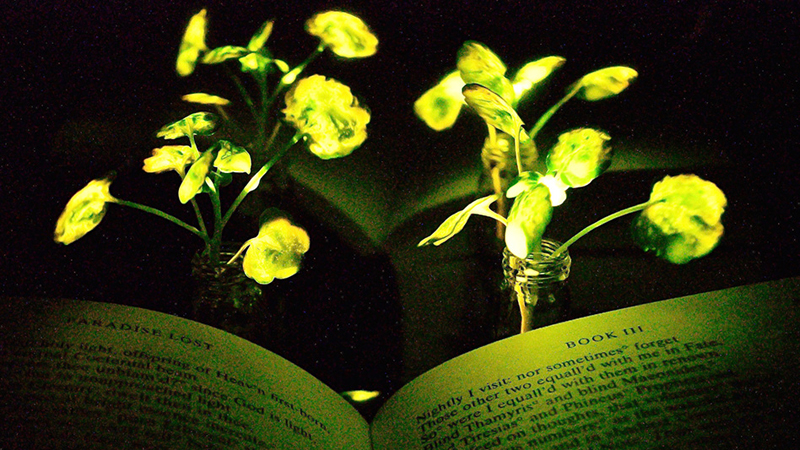 Glowing leaves illuminate pages of Milton's Paradise Lost (Credit: Seon-Yeong Kwak)