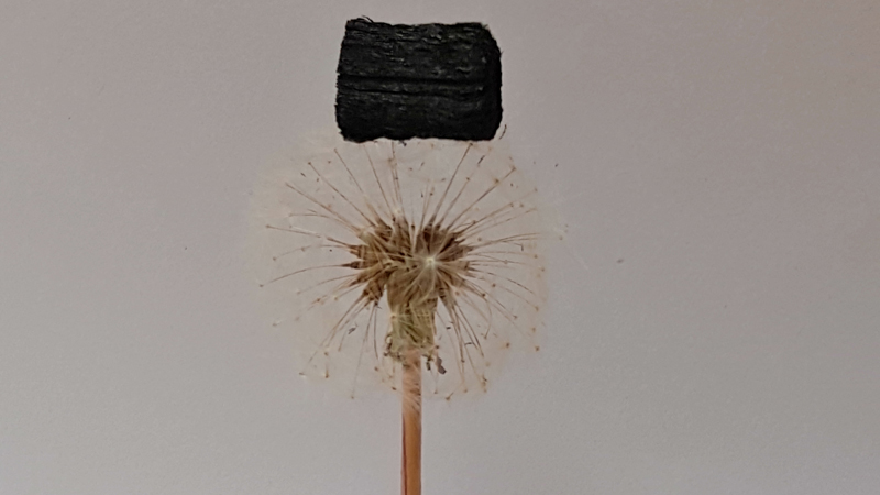 A chunk of the lightweight 'carbon sponge' sits atop a dandelion (Credit: Chen et al.)