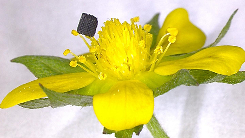A 3D-printed graphene structure rests on top of a flower (Credit: Virginia Tech)
