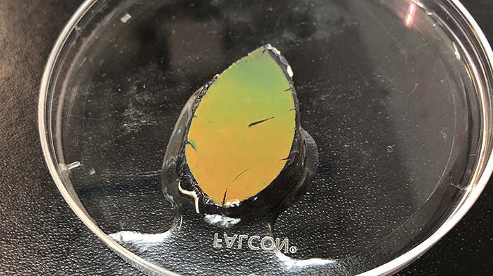 The leaf-shaped sample changes from yellow-orange to green (Credit: Emory University)