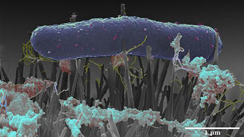 An E. coli bacterium on a bed of 'nano nails' (Credit: Professor Bo Su, University of Bristol)