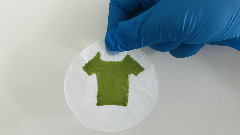 A small sample of the bioprinted photosynthetic material, which could one day be used to make 'artificial leaves' or living clothes (Credit: University of Rochester photo)