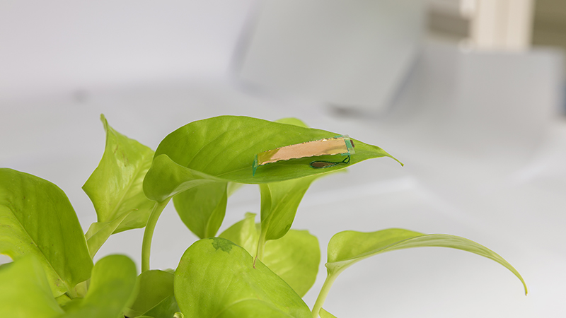 The tiny insect-like robot uses electrostatic forces to move quickly and nimbly (Credit: UC Berkeley photo courtesy of Jiaming Liang &amp; Liwei Lin)