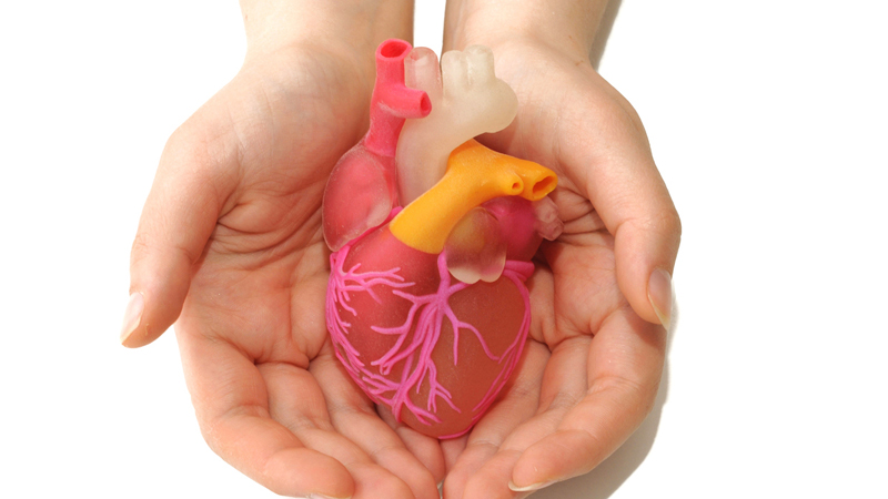 A 3D printed model of a human heart (Stock image. Credit: Danor_a/ iStock)