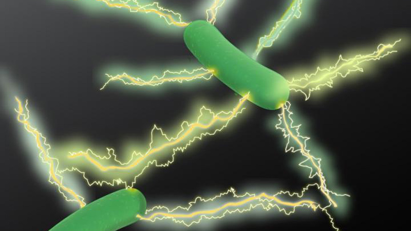 An artist rendition of Geobacter expressing electrically conductive nanowires