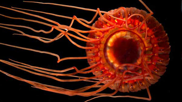 Atolla jellyfish live in the deep sea at depths of more than 2,700 meters (Credit: Creative Commons; Edith A. Widder, Operation Deep Scope 2005 Exploration, NOAA-OE)