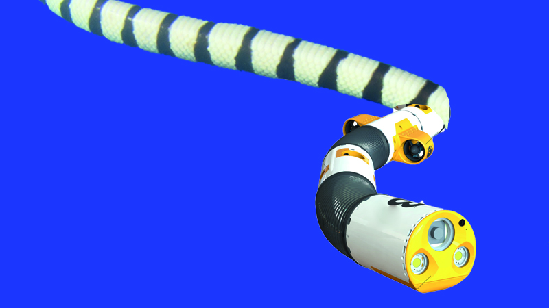 The sea snake's side-to-side swimming inspired the Eelume robot (Credit: Eelume AS/ composite)