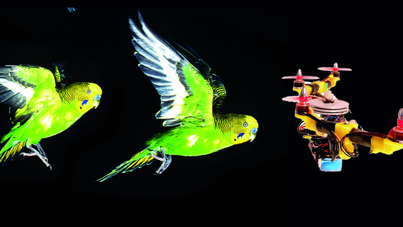 The Quad-Morphing drone adjusts its arms to avoid obstacles in flight (Credit: CNRS/ Aix-Marseille Université/ composite)