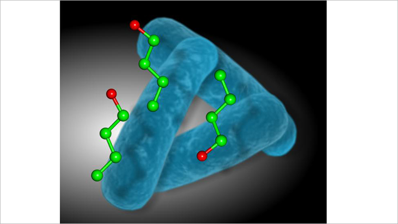 A depiction of Clostridium bacteria producing the biofuel butanol (Credit: University of Kent)