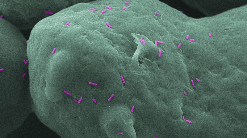 The 3D-printed parts were effective against Pseudomonas aeruginosa bacteria (in purple) (Credit: University of Sheffield)