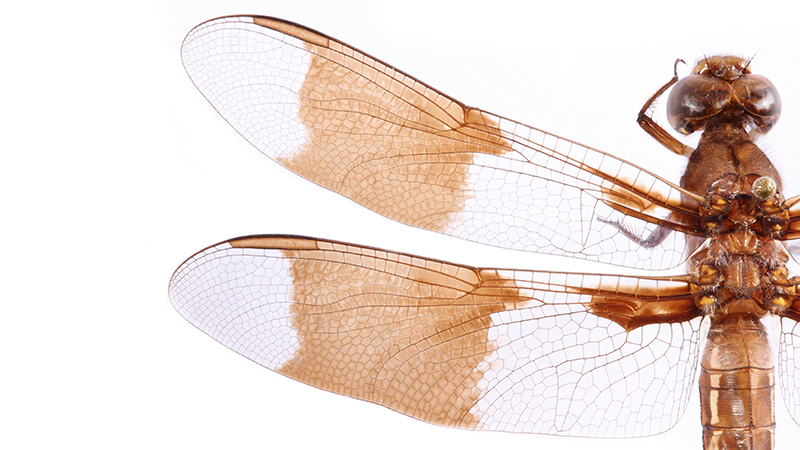 Dragonfly wings can pull, stretch or slice bacteria apart (Credit: Christopher Johnson)