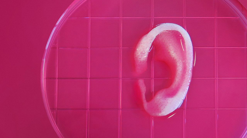 A bioprinted ear (Credit: Wake Forest Institute for Regenerative Medicine)