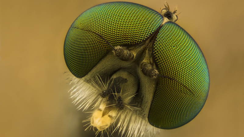 Insect eyes inspire new solar cell design by Stanford researchers