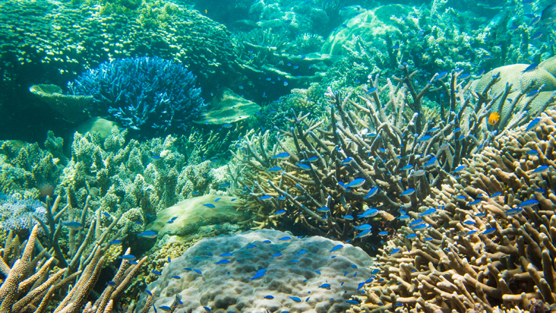Great Barrier Reef Corals