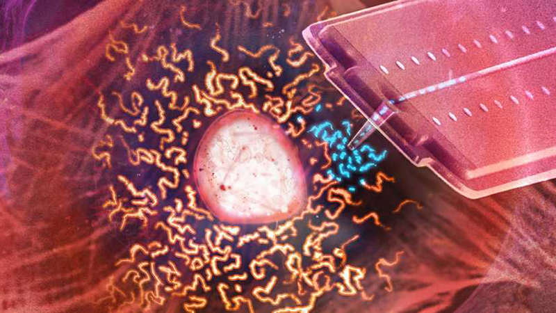 研究人员使用纳米注射器从活细胞中获取线粒体(蓝色)，并将其转移到另一个活细胞中(图片来源:Sean Kilian)