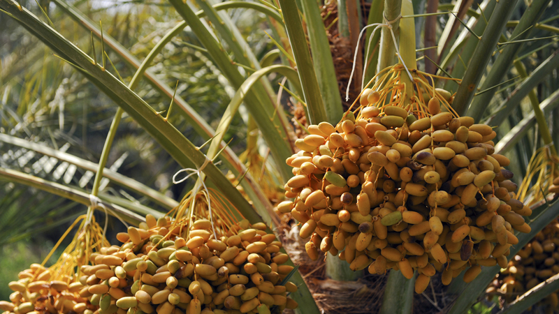 Fruit grows on a date palm (Credit: iStock)