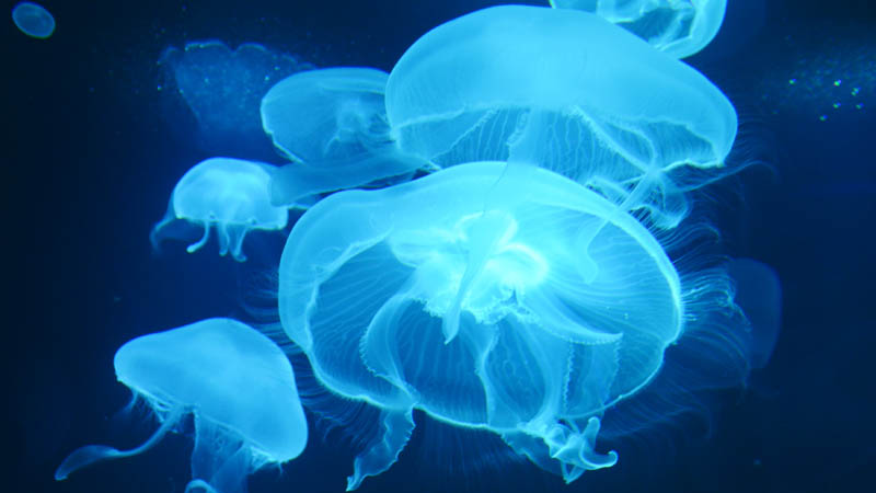 University of Bristol to develop jellyfish invasion prediction tool for ...