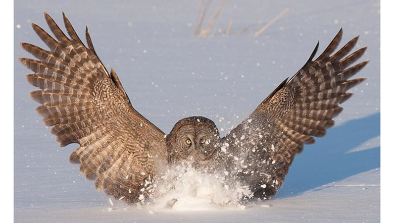 The shape of owl wings, which allow the animals to move quietly as they hunt prey, could inspire new aerofoil designs (Credit: Wang and Liu)