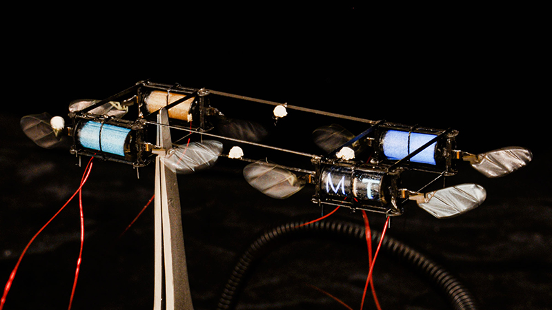 MIT's insect-like flapping robot, with four electroluminescent actuators showing – two blue, one orange, and one spelling 'MIT' (Credit: Courtesy of the researchers)