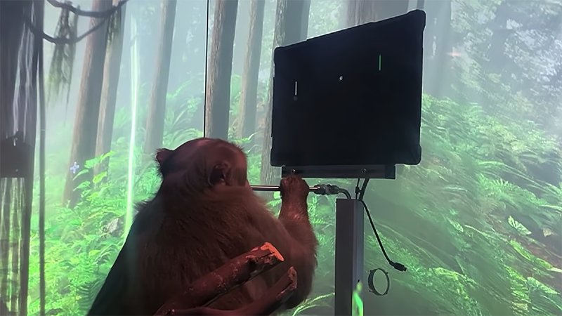 Pager the macaque monkey plays Pong with the power of his mind, thanks to the Link brain-computer interface (BCI) from Neuralink (Credit for YouTube screenshot: Neuralink)