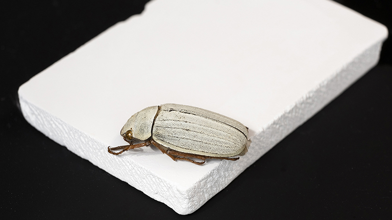 The bio-inspired high-solar-reflectivity ceramic mimics the whiteness of the Cyphochilus beetle (Credit: City University of Hong Kong)