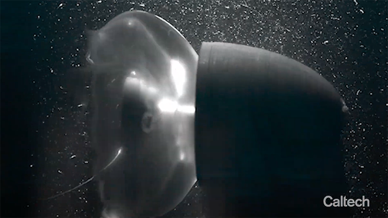 Caltech Engineers Create Cyborg Jellyfish for Deep Water Data Collection