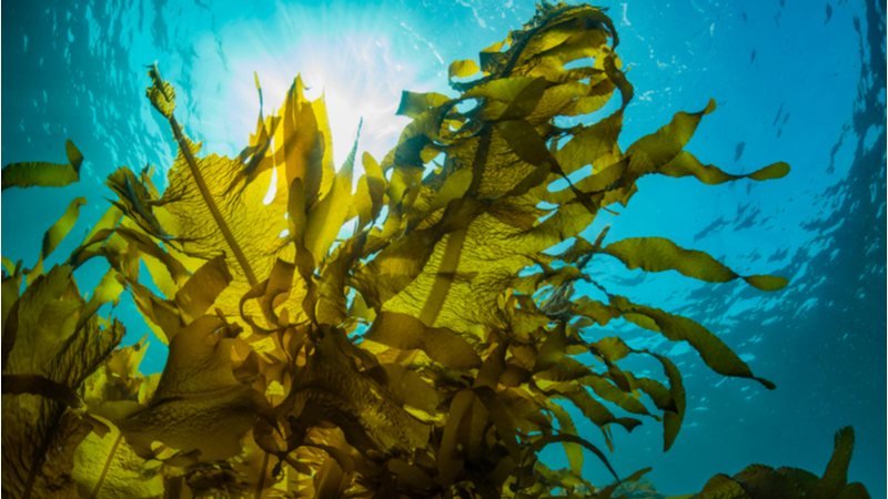Stock image. The triboelectric nanogenerators mimic the underwater movement of seaweed (Credit: Shutterstock)