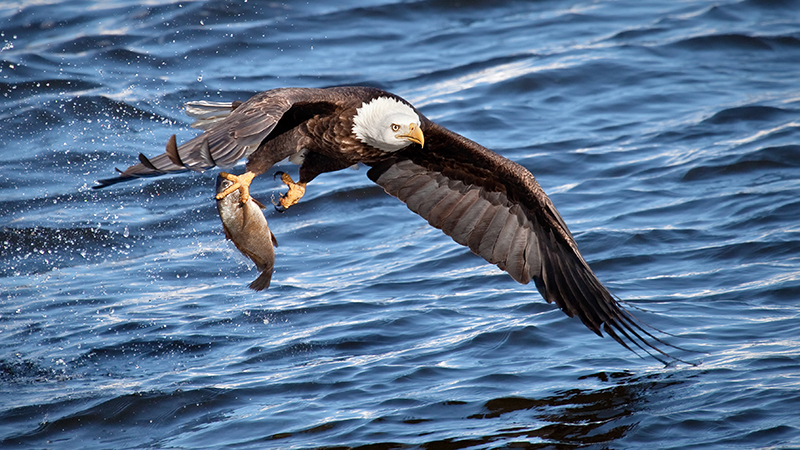 A Bald Eagle with its catch (Credit: Shutterstock)