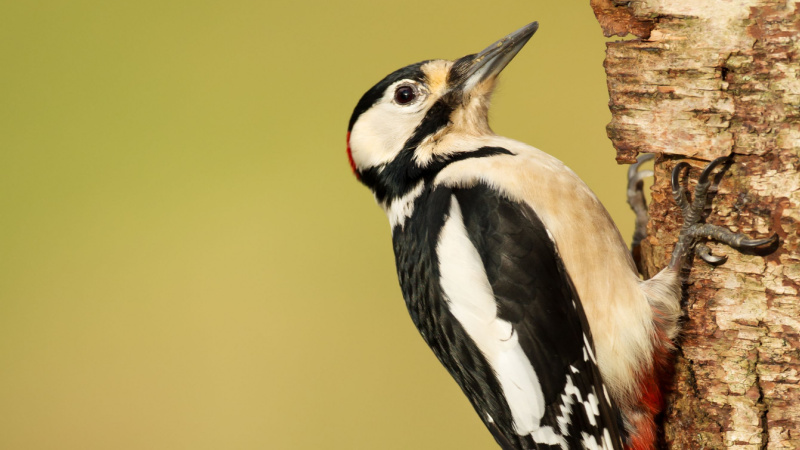 Woodpecker Acceleration Shows How Biological Trade-offs Can Solve Design Problems
