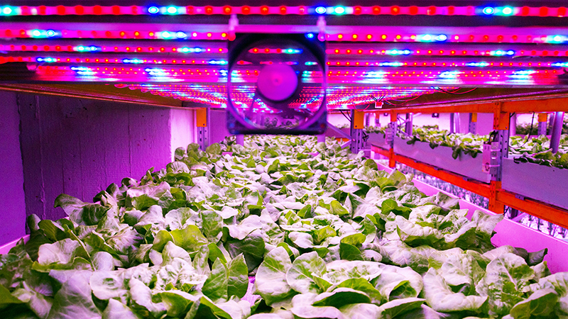 Will we see more vertical farming in the next 20 years? (Credit: Shutterstock)