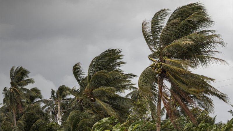 Researchers from the University of Colorado at Boulder took inspiration from hardy palm trees in the development of a resilient new turbine design (Credit: Shutterstock)