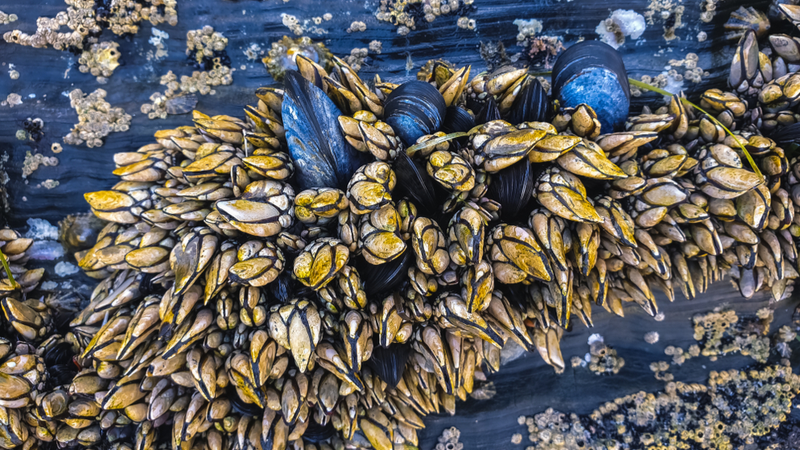 Barnacles, which inspired the new biomedical glue from the MIT team, can stick to many different surfaces – even if they are dirty or wet (Credit: Shutterstock)