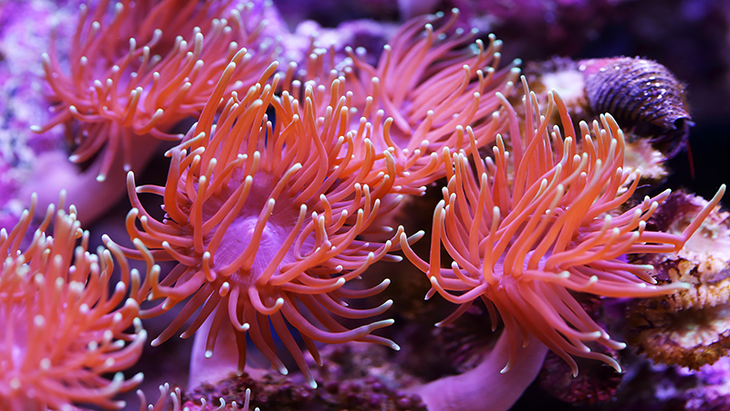 Sea anemones can grasp a variety of other sea creatures (Credit: Shutterstock)