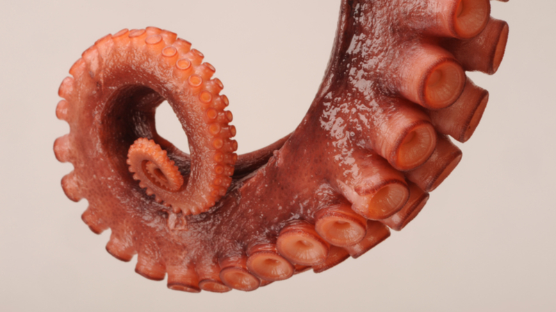 Stock image. Octopus suckers inspired the development of the new biomedical manipulator (Credit: Shutterstock)