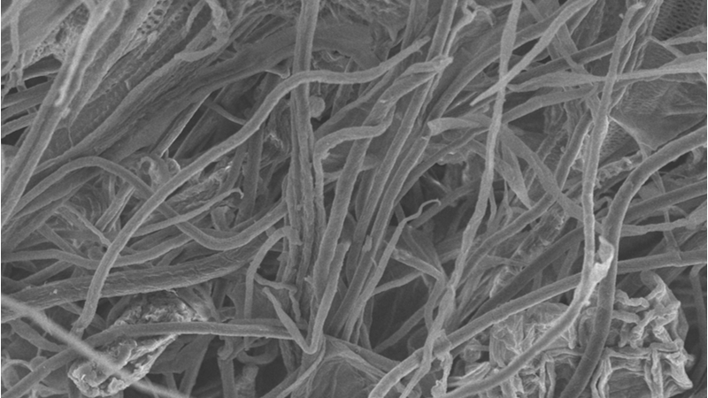 Stock image of cellulose fibres seen under an electron microscope. A cellulose aerogel was used as the basis for the sodium- and potassium-ion batteries (Credit: Shutterstock)