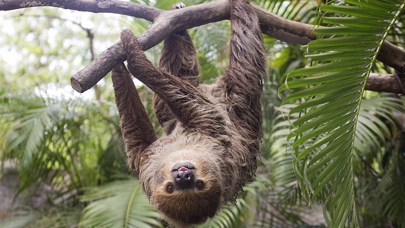 The SlothBot takes a leaf out of its slow namesake's book (Credit: Shutterstock)