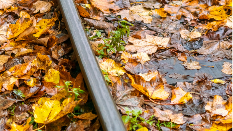 Leaves on the line can reduce wheel grip in autumn. A new project aiming to increase grip is among 25 receiving funding (Credit: Shutterstock)