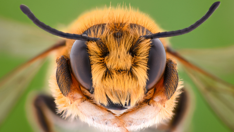Although insects such as bees have small brains, they are still capable of sophisticated decision making and navigation using optic flow to perceive depth and distance (Credit: Shutterstock)