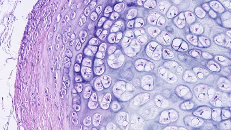 Stock image showing histology of human cartilage. The new technique from the University of Pennsylvania uses magnetic fields and hydrogel to recreate articular cartilage (Credit: Shutterstock)