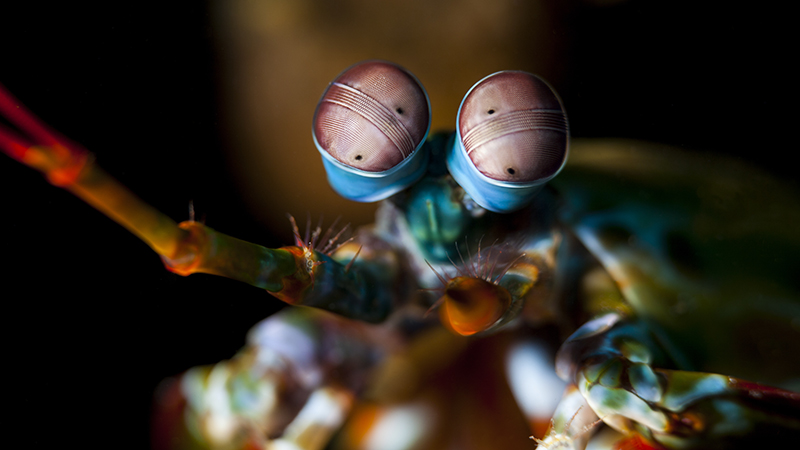 Odontodactylus scyllarus, known as the peacock mantis shrimp, harlequin mantis shrimp, painted mantis shrimp or clown mantis shrimp (Credit: Shutterstock)