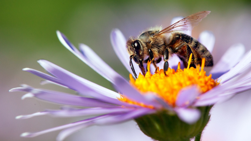 Could mechanical bees pollinate plants in future? (Credit: Shutterstock)