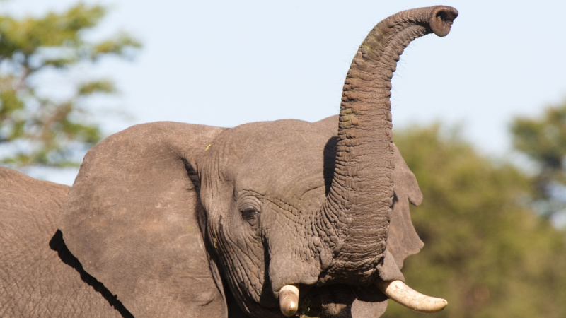 Elephant Trunk Robot Can Grab Almost Anything   Shutterstock 88912069 