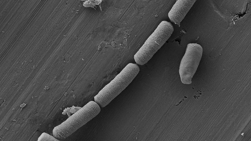 ‘Living cement’ uses bacteria to store and release electricityImage