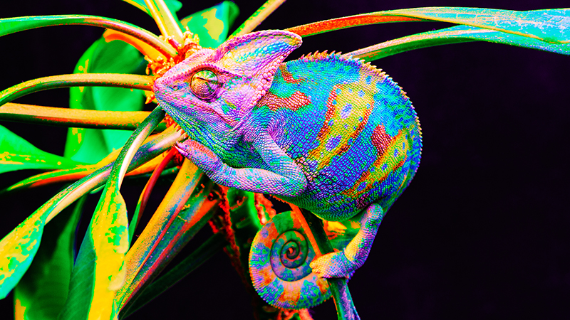 Stealthy colour-changing 'skin' from Emory uses chameleon trick to stay in shape